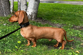 Forty-Nine Mercury Blues