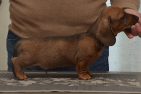 Rock Around The Clock 