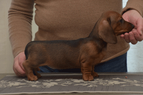 See You Later Alligator