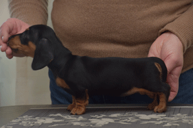 Shake Rattle And Roll